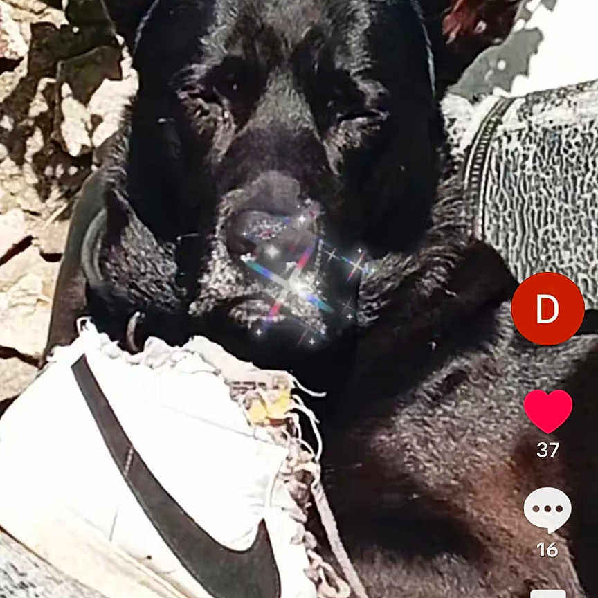 San Gohan participe au concours pour gagner de l'argent avec cette photo : dog, black_dog, sneaker, nike_shoe, shoe, sunlight, outdoor, stone_wall, plant, shadow, social_media, screenshot, user_interface, text_overlay, sparkle_effect, pet, animal, resting, closeup, portrait