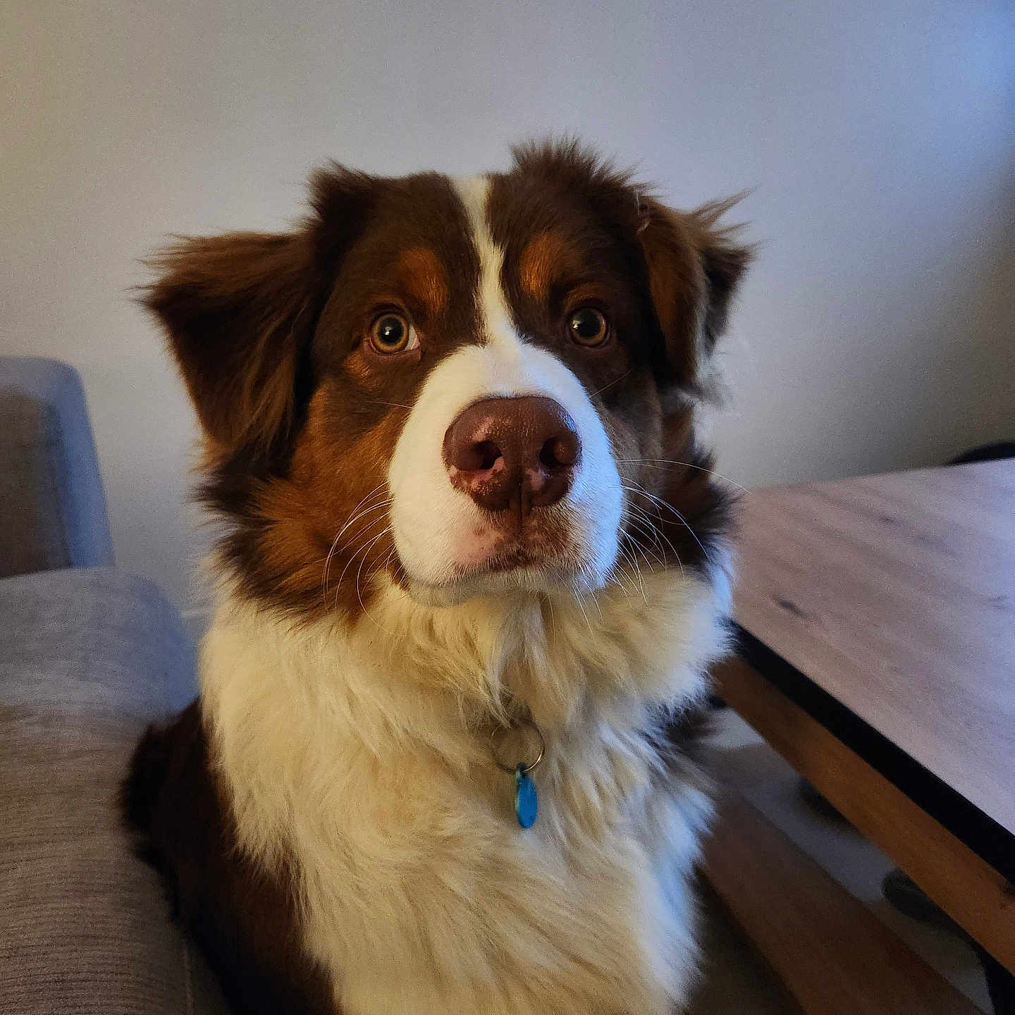 Ar'Chant a rejoint le concours — aidez-le/la à gagner de superbes lots ! attention, brown_and_white, collar, companion, couch, cute, dog, ears, eyes, fluffy, fur, furniture, house, indoor, nose, pet, portrait, sitting, table, tag