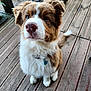 animal, brown, canine, collar, cute, dog, ears, fluffy, fur, nose, outdoor, pet, puppy, sitting, tag, tail, whiskers, white, wooden_deck, young