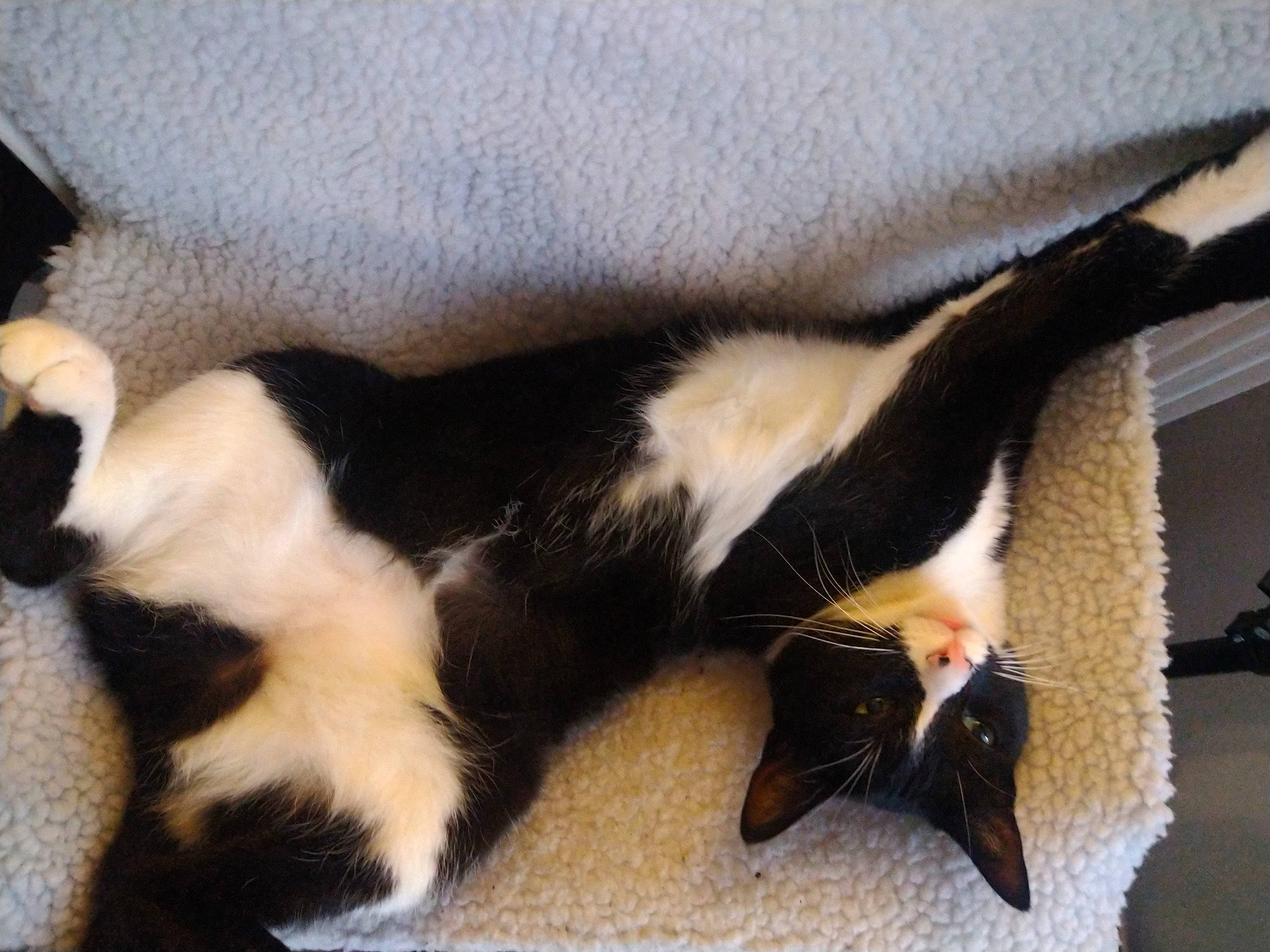 Babouche participe au concours pour gagner de l'argent avec cette photo : banana, carnivore, cat, claw, comfort, dog_breed, domestic_short_haired_cat, felidae, foot, fur, paw, small_to_medium_sized_cats, sporting_group, tail, terrestrial_animal, whiskers