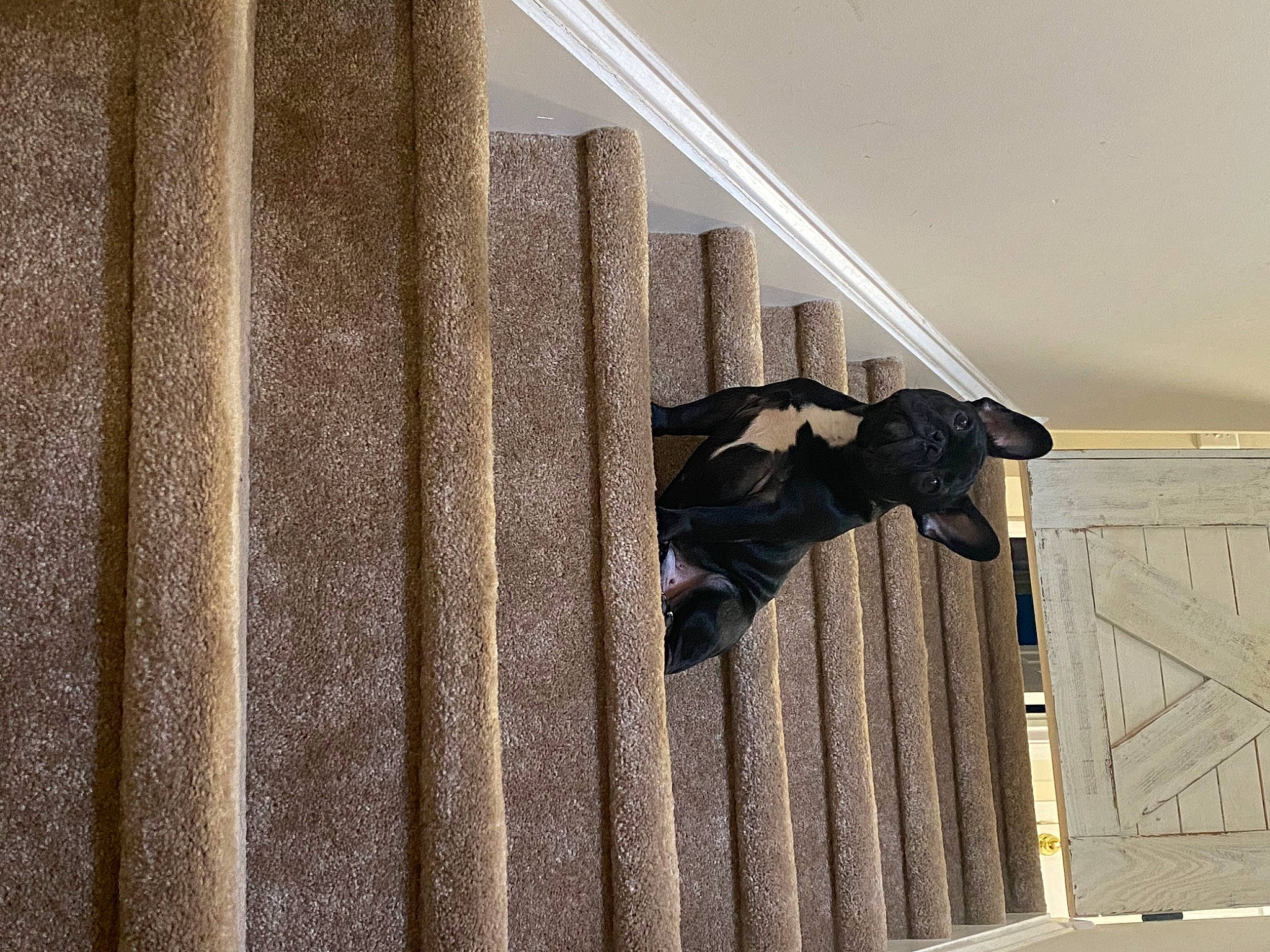 Ozzy joined the competition — help win amazing prizes! architecture, handrail, stairs