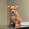 puppy, dog, brown, sitting, indoor, metal_surface, cute, pet, young, ears, floor, table, animal, canine, looking, eyes, portrait, fur, domestic_animal, young_animal