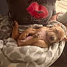 Broly joined the competition — help win amazing prizes! puppy, sleeping, blanket, person, lap, shirt, red_lips, text, indoor, cozy, cute, pet, animal, resting, soft, warm, brown_puppy, snuggled, relaxed, casual