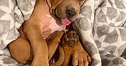 Broly joined the competition — help win amazing prizes! puppy, dog, sleeping, blanket, cozy, cute, tongue_out, paw, fur, indoors, resting, pet, snuggled, soft, comfort, brown, animal, relaxing, napping, warm