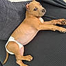 Broly joined the competition — help win amazing prizes! puppy, dog, diaper, couch, pet, animal, brown, laying, indoor, cute, young, fur, looking, relaxed, domestic_animal, canine, companion, home, resting, fur_color
