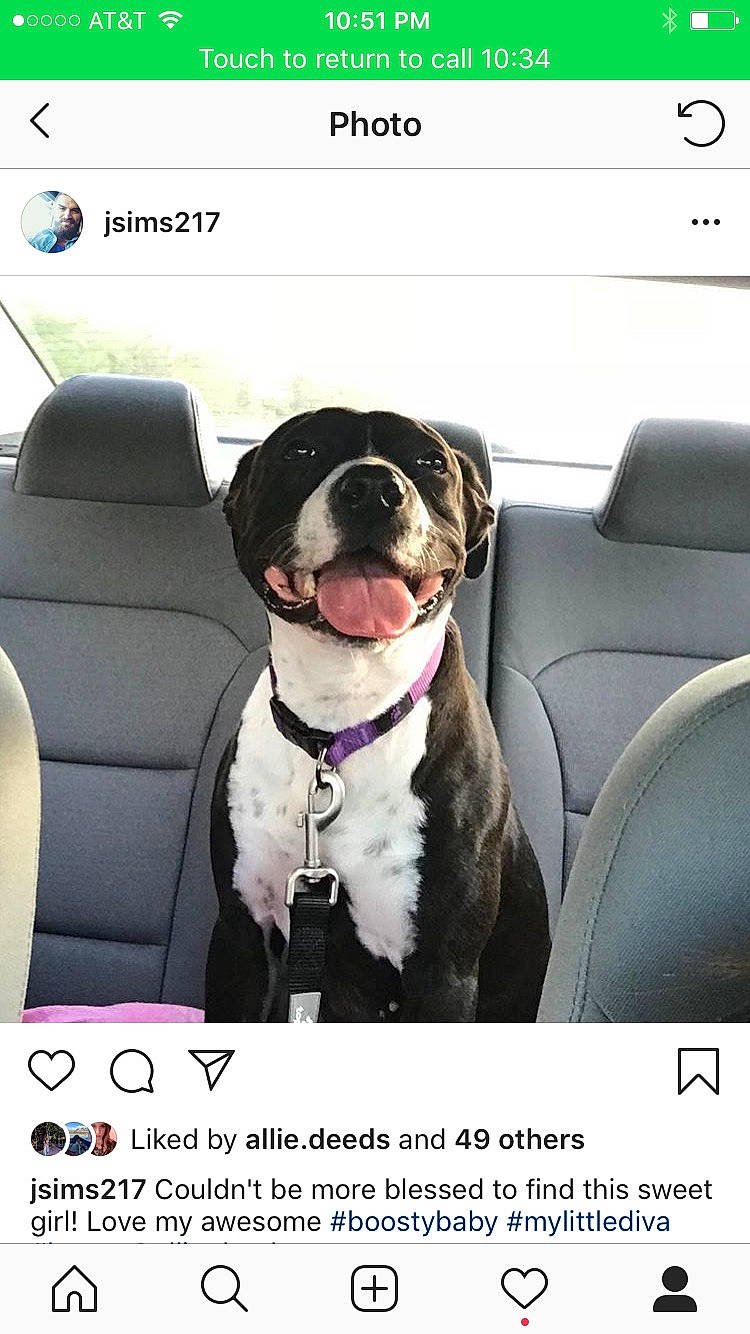 Boots joined the competition — help win amazing prizes! auto_part, automotive_design, automotive_exterior, automotive_mirror, automotive_tire, car, car_seat, car_seat_cover, carnivore, collar, companion_dog, dog, dog_breed, dog_collar, font, head_restraint, motor_vehicle, photo_caption, vehicle, vehicle_door