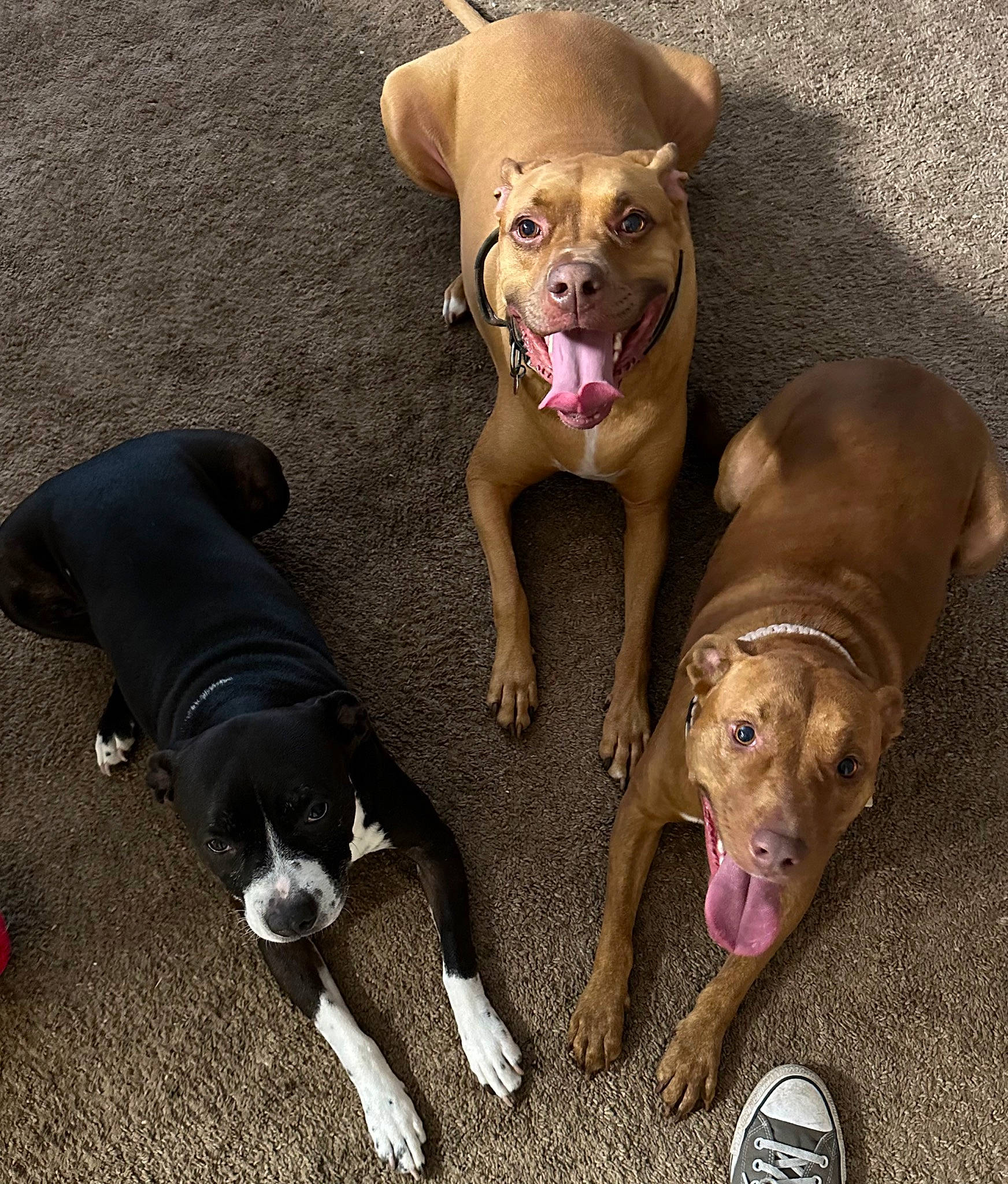 Boots is registered to the contest to win money with this photo: canidae, carnivore, collar, companion_dog, dog, dog_breed, dog_collar, dog_supply, fawn, jaw, liver, mammal, non_sporting_group, paw, pet_supply, snout, sporting_group, tail, toy_dog, working_animal