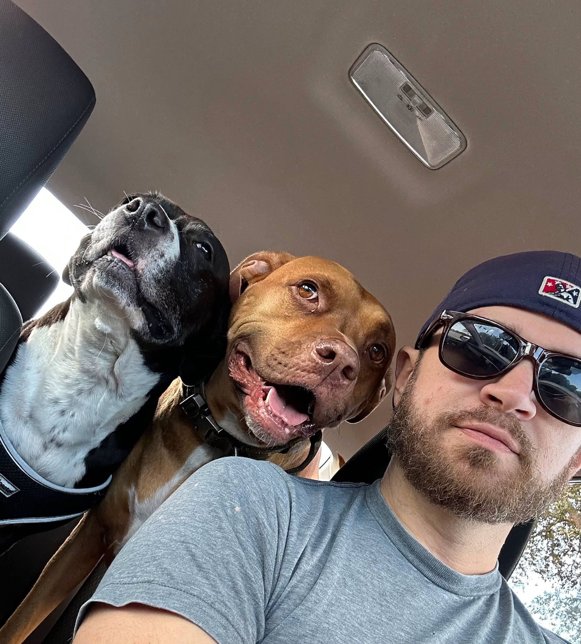 Boots joined the competition — help win amazing prizes! baseball_cap, beard, cap, carnivore, companion_dog, dog, dog_breed, eyewear, fawn, goggles, happy, headgear, personal_protective_equipment, selfie, smile, snout, sporting_group, sunglasses, t_shirt, vehicle_door