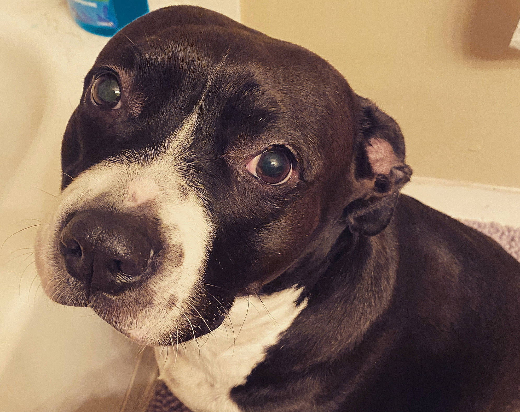 Boots joined the competition — help win amazing prizes! canidae, carnivore, collar, companion_dog, dog, dog_breed, ear, fur, liver, metal, no_expression, non_sporting_group, pet_supply, snout, sporting_group, terrestrial_animal, wall_plate, whiskers, working_animal