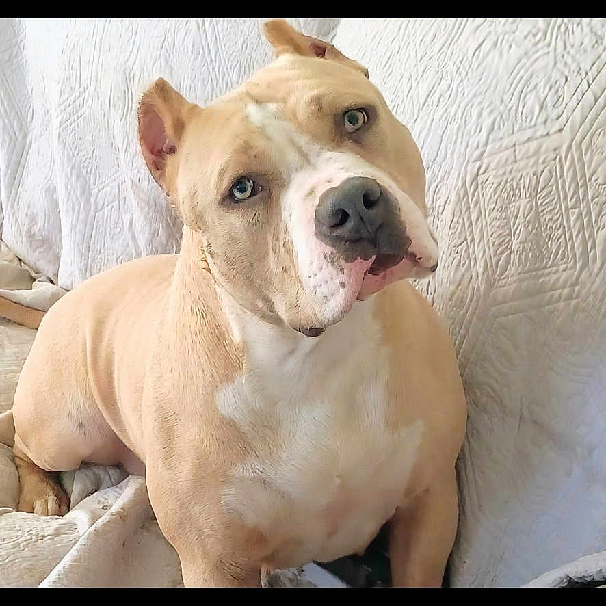 Princess Cora joined the competition — help win amazing prizes! dog, pet, tan_dog, white_dog, sitting, bed, quilt, indoors, portrait, head_tilt, upright_ears, short_hair, white_chest, brown_eyes, looking_at_camera, cute, curious, companion_animal, home, photography