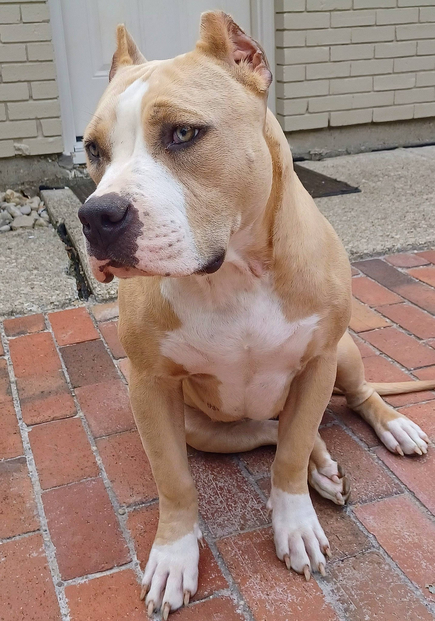 Cora