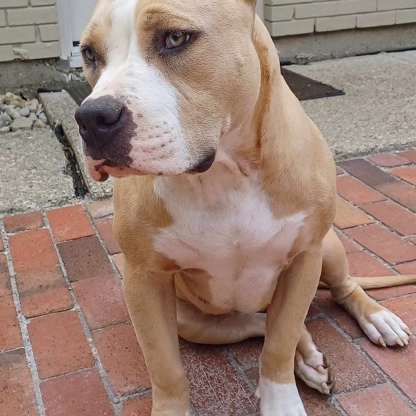 Cora
