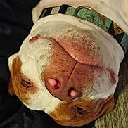 Sid is registered to the contest to win money with this photo: dog, close_up, nose, collar, face, upside_down, pet, brown_and_white, wrinkles, fur, animal, cute, domestic_animal, portrait, canine, looking, indoor, relaxed, big_nose, sleepy