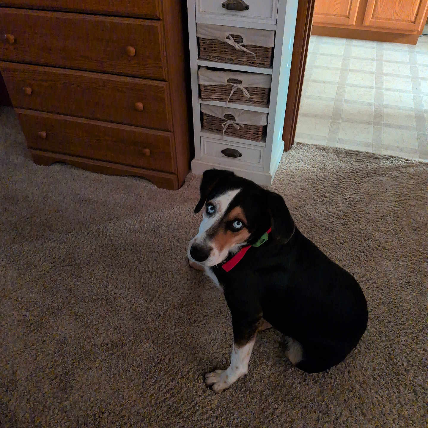 Deuce joined the competition — help win amazing prizes! black_fur, blue_eyes, brown_fur, carpet, collar, curious, dog, doorway, drawer, floor, home, indoor, lighting, looking_up, pet, room, sitting, white_fur, wicker_basket, wooden_furniture