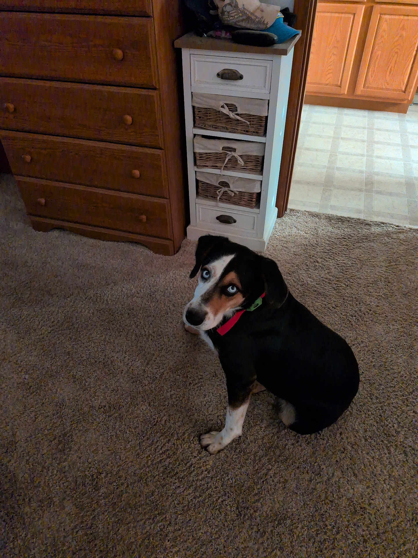 Deuce joined the competition — help win amazing prizes! dog, blue_eyes, carpet, wooden_furniture, drawer, wicker_basket, indoor, pet, looking_up, black_fur, white_fur, brown_fur, collar, floor, room, doorway, lighting, home, curious, sitting