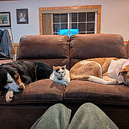 Deuce joined the competition — help win amazing prizes! dog, cat, couch, living_room, pet, animal, sleeping, resting, brown_couch, window, portrait, coat_rack, blanket, home_interior, furniture, domestic_animal, relaxation, companion, indoor, pet_care