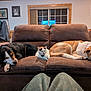 dog, cat, couch, living_room, pet, animal, sleeping, resting, brown_couch, window, portrait, coat_rack, blanket, home_interior, furniture, domestic_animal, relaxation, companion, indoor, pet_care