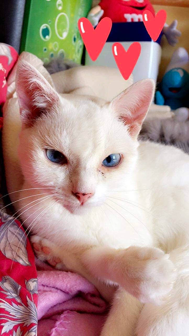 Athéna a rejoint le concours — aidez-le/la à gagner de superbes lots ! asian, burmilla, carnivore, cat, colorpoint_shorthair, domestic_short_haired_cat, fawn, felidae, khao_manee, kitten, mammal, ragdoll, small_to_medium_sized_cats, snout, turkish_angora, turkish_van, vertebrate, whiskers