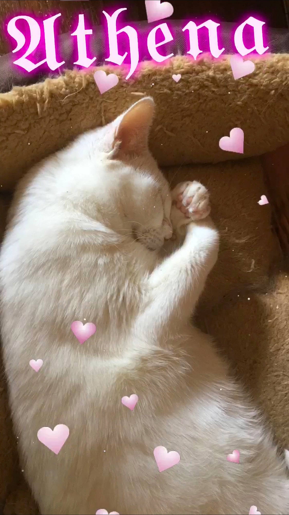 Athéna a rejoint le concours — aidez-le/la à gagner de superbes lots ! carnivore, cat, fawn, felidae, fur, kitten, paw, photo_caption, pink, small_to_medium_sized_cats, tail, whiskers