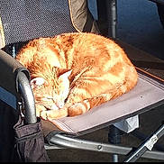 Goldie is registered to the contest to win money with this photo: animal, cat, chair, cozy, curled_up, cute, domestic_cat, feline, folding_chair, fur, indoor, orange_tabby, paw, pet, quiet, relaxed, resting, sleeping, sunlight, whiskers