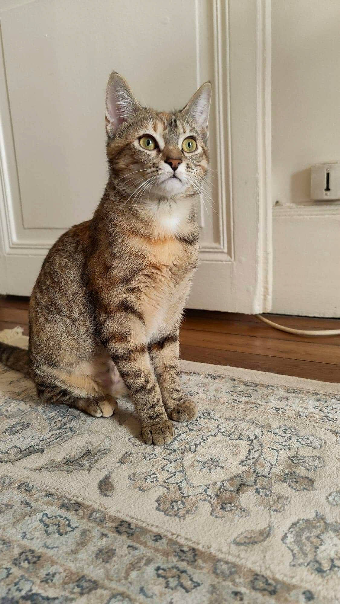 Merlot