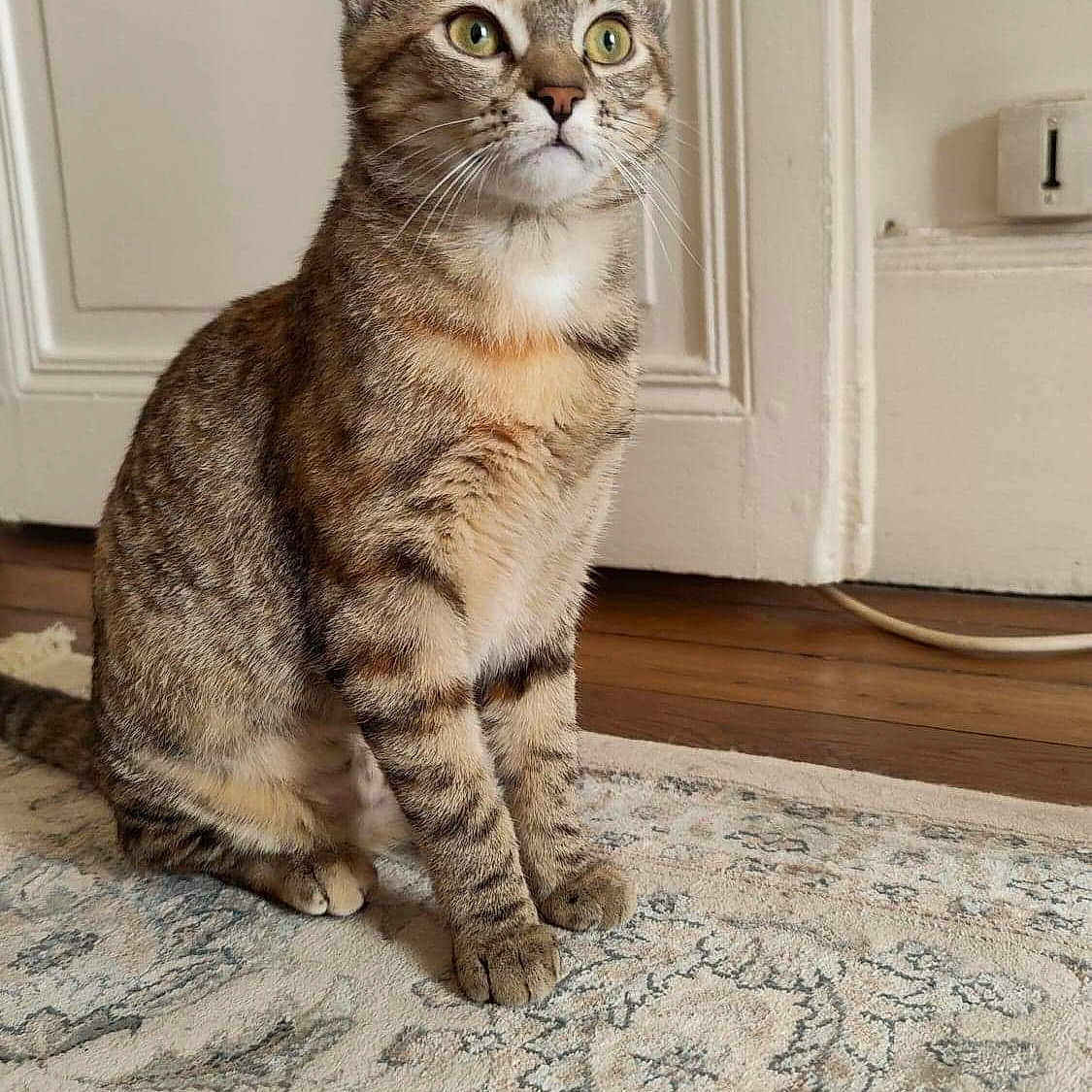 Merlot