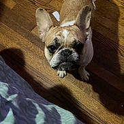 Peaches joined the competition — help win amazing prizes! animal, brown, companion, curious, cute, dog, domestic, ears_up, flooring, french_bulldog, home, indoor, looking_up, mammal, pet, shadow, short_hair, white, wooden_floor, young