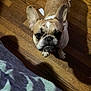 animal, brown, companion, curious, cute, dog, domestic, ears_up, flooring, french_bulldog, home, indoor, looking_up, mammal, pet, shadow, short_hair, white, wooden_floor, young