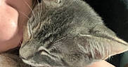 Concrete Gas Station is registered to the contest to win money with this photo: cat, kitten, person, hand, face, cuddle, closeup, gray_cat, sleepy, whiskers, pet, affection, cozy, indoor, feline, fur, young_cat, comfort, human, animal