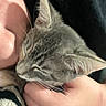 cat, kitten, person, hand, face, cuddle, closeup, gray_cat, sleepy, whiskers, pet, affection, cozy, indoor, feline, fur, young_cat, comfort, human, animal