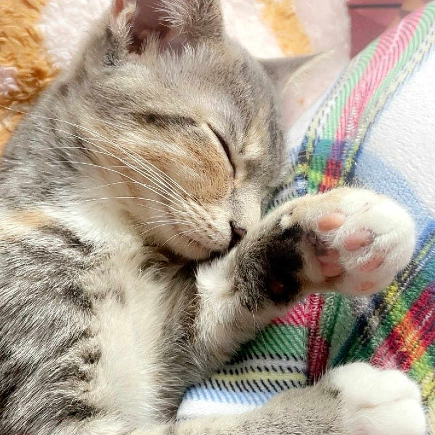 Concrete Gas Station joined the competition — help win amazing prizes! kitten, cat, sleeping, paw, tabby, feline, close_up, cozy, blanket, plaid, soft, cute, pet, resting, indoor, fur, whiskers, relaxed, animal, nap