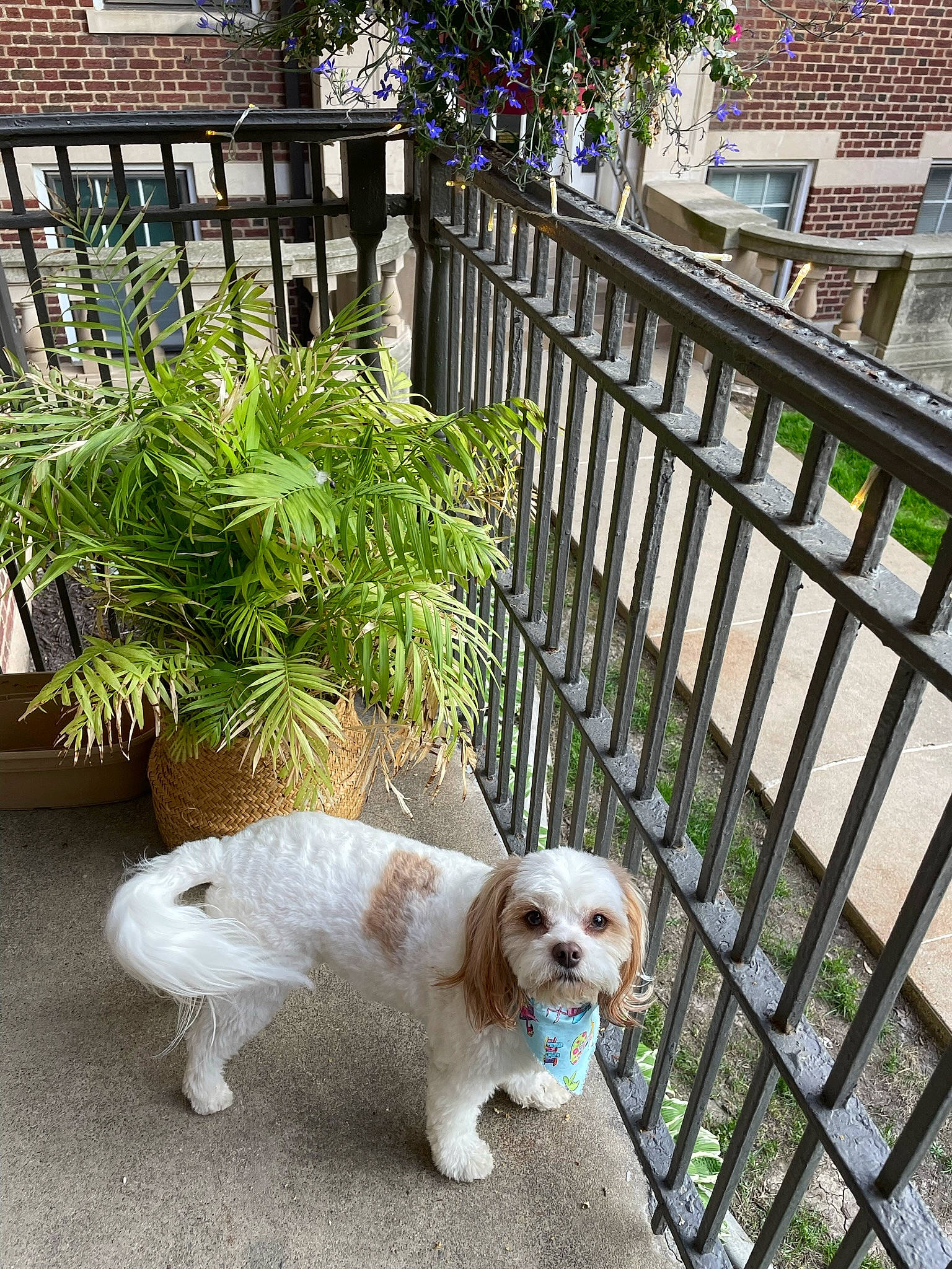Louie joined the competition — help win amazing prizes! building, carnivore, chair, companion_dog, deck, dog, dog_breed, dog_supply, fawn, fence, flooring, grass, hardwood, home_fencing, outdoor_furniture, plant, porch, toy_dog, window, wood