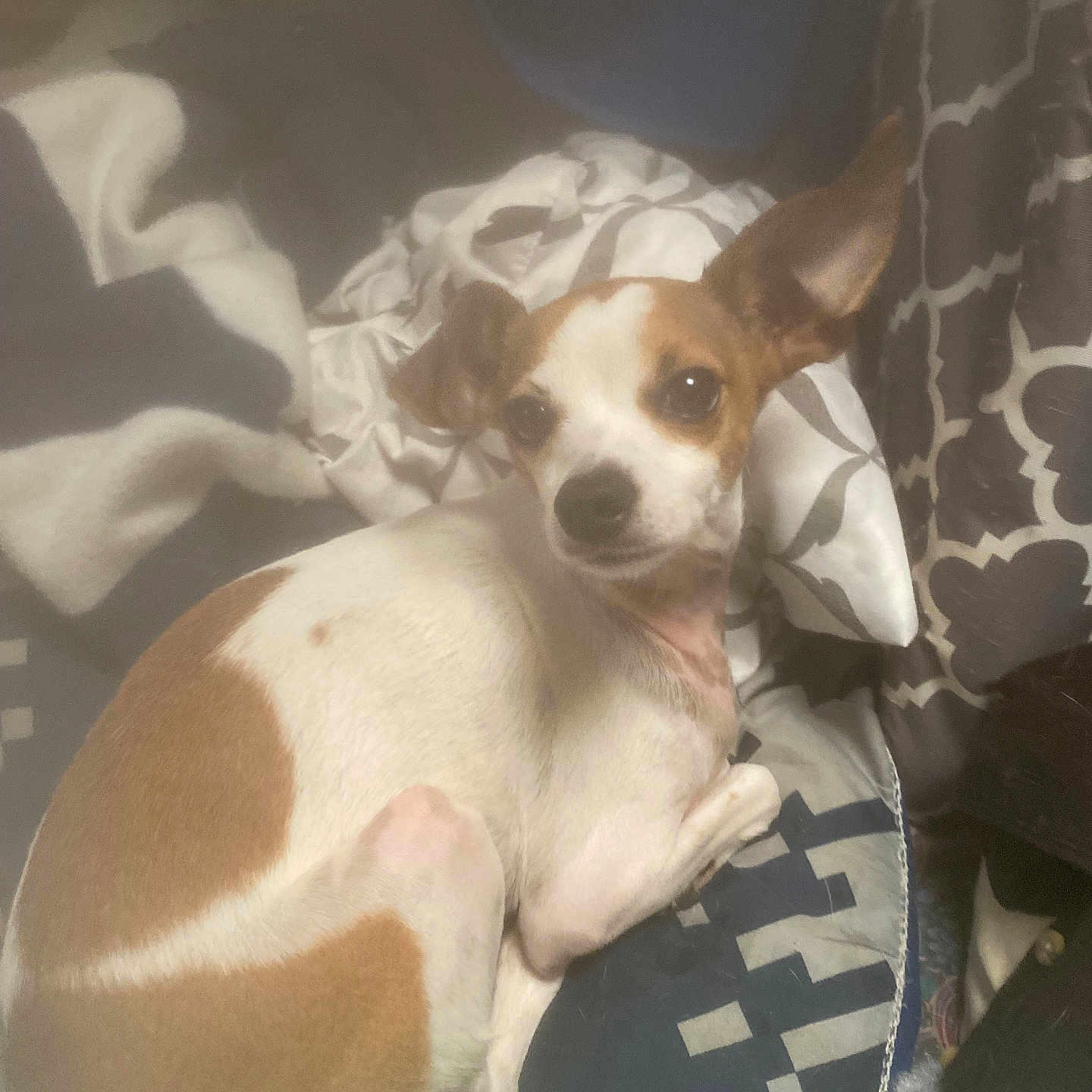 Milo Hinojos joined the competition — help win amazing prizes! animal, blanket, brown_and_white, canine, comfort, companion, cozy, curious, cute, dog, ears, fur, indoors, pet, pillow, portrait, relaxed, resting, sleepy, small_dog