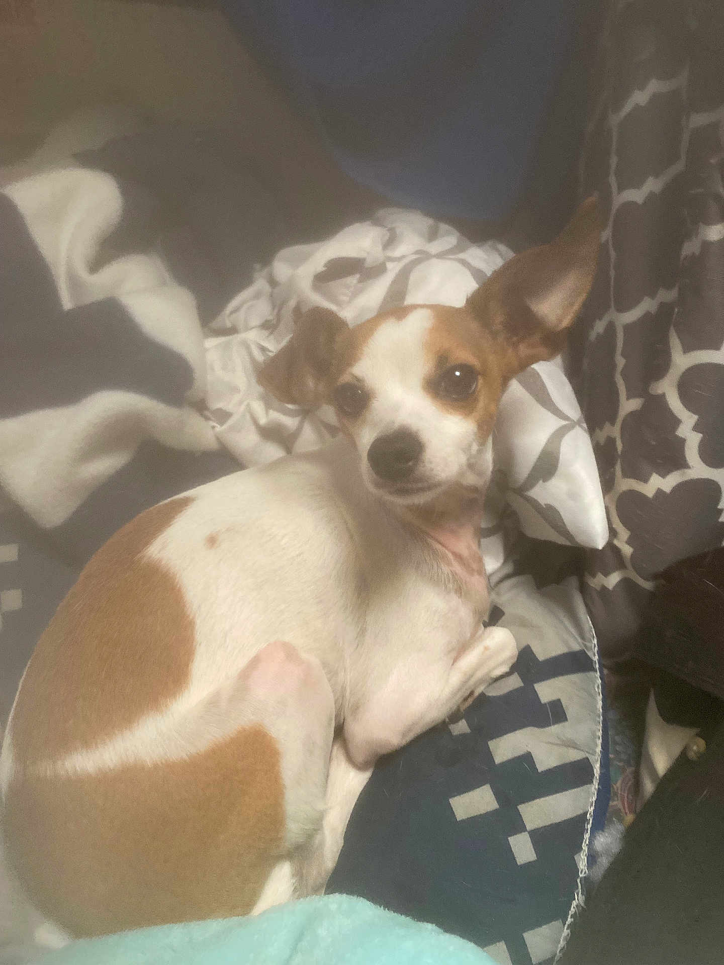 Milo Hinojos joined the competition — help win amazing prizes! dog, small_dog, brown_and_white, ears, pet, blanket, pillow, cozy, indoors, resting, curious, fur, canine, animal, companion, cute, sleepy, comfort, relaxed, portrait