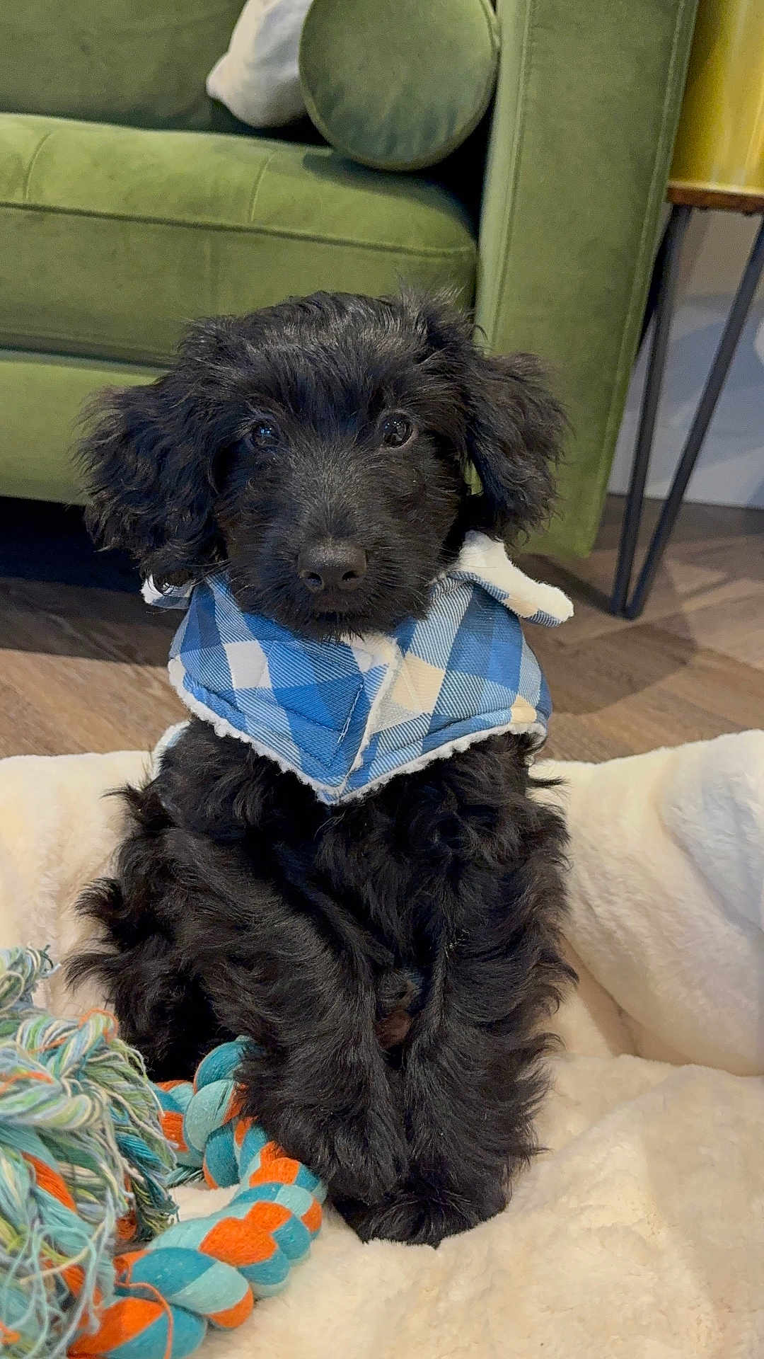 Leo is registered to the contest to win money with this photo: puppy, dog, black_dog, bandana, blue, plaid, toy, rope_toy, blanket, soft, indoor, floor, wood_floor, furniture, couch, pet, cute, sitting, fur, animal