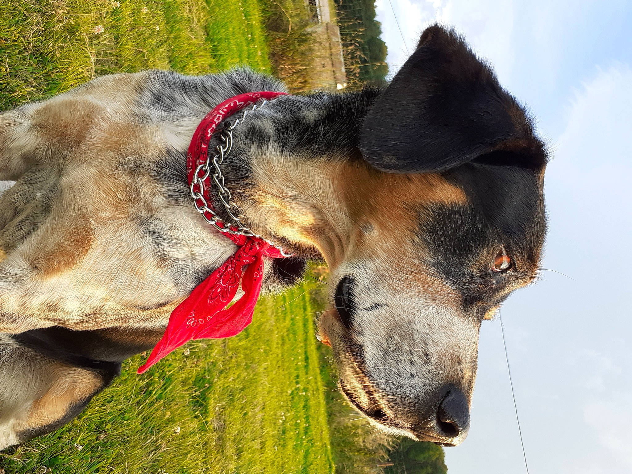 Domino participe au concours pour gagner de l'argent avec cette photo : canidae, carnivore, cloud, collar, companion_dog, dog, dog_breed, dog_collar, dog_supply, fawn, grass, jaw, leash, pet_supply, plant, sky, snout, sporting_group, whiskers, working_animal