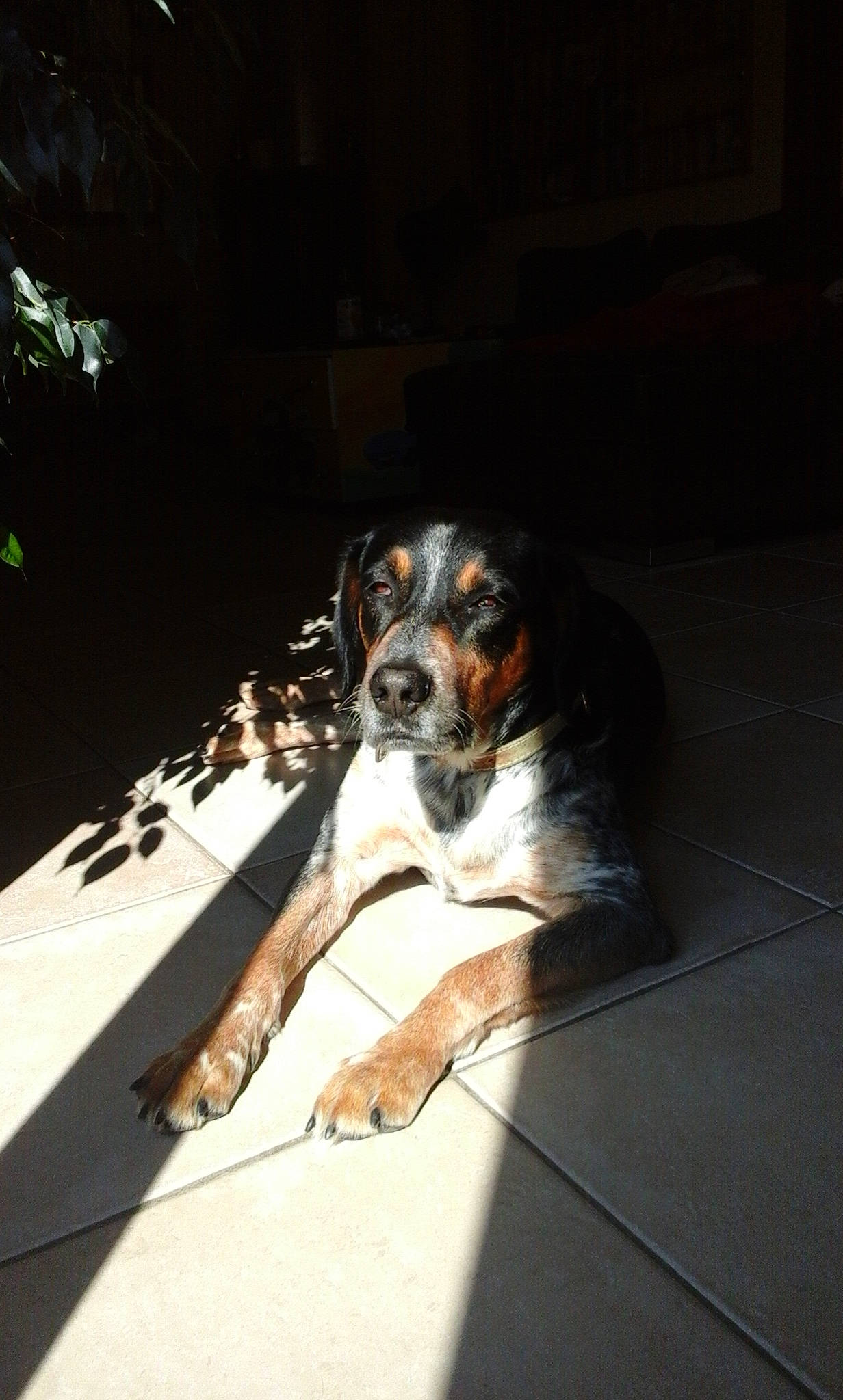 Domino a rejoint le concours — aidez-le/la à gagner de superbes lots ! canidae, carnivore, companion_dog, dog, dog_breed, flooring, paw, plant, puppy, road_surface, shadow, sporting_group, tints_and_shades, working_animal, working_dog