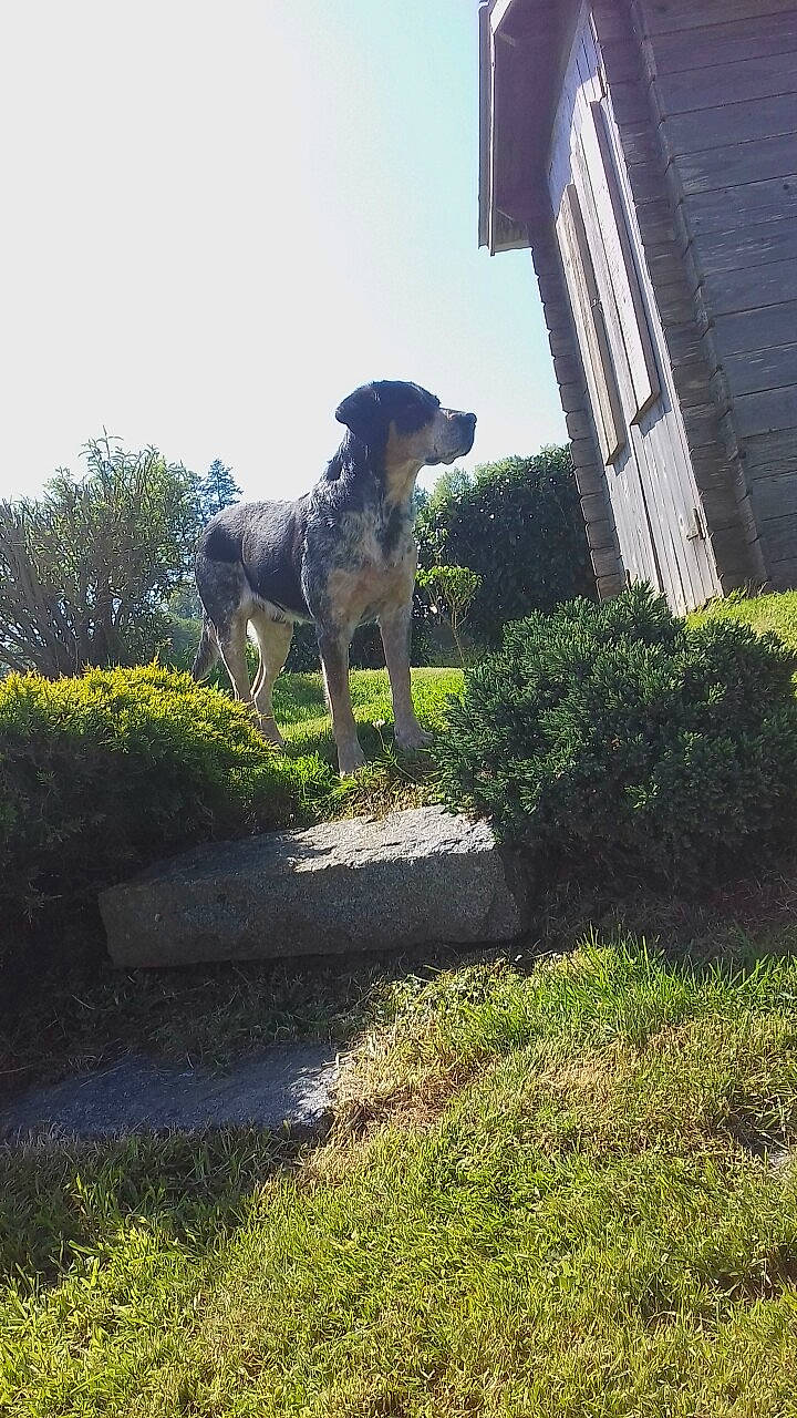 Domino participe au concours pour gagner de l'argent avec cette photo : canidae, carnivore, companion_dog, dog, dog_breed, fawn, garden, grass, groundcover, landscape, lawn, pasture, plant, shade, shrub, sky, sporting_group, tail, tree, working_animal
