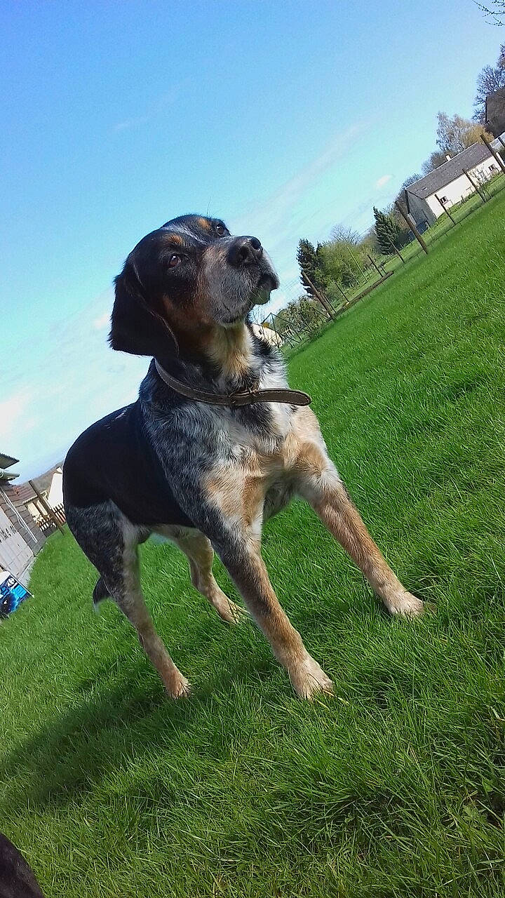 Domino participe au concours pour gagner de l'argent avec cette photo : art, building, canidae, carnivore, cloud, companion_dog, dog, dog_breed, fawn, grass, grassland, guard_dog, pasture, plant, sculpture, sky, sporting_group, tail, tree, working_animal