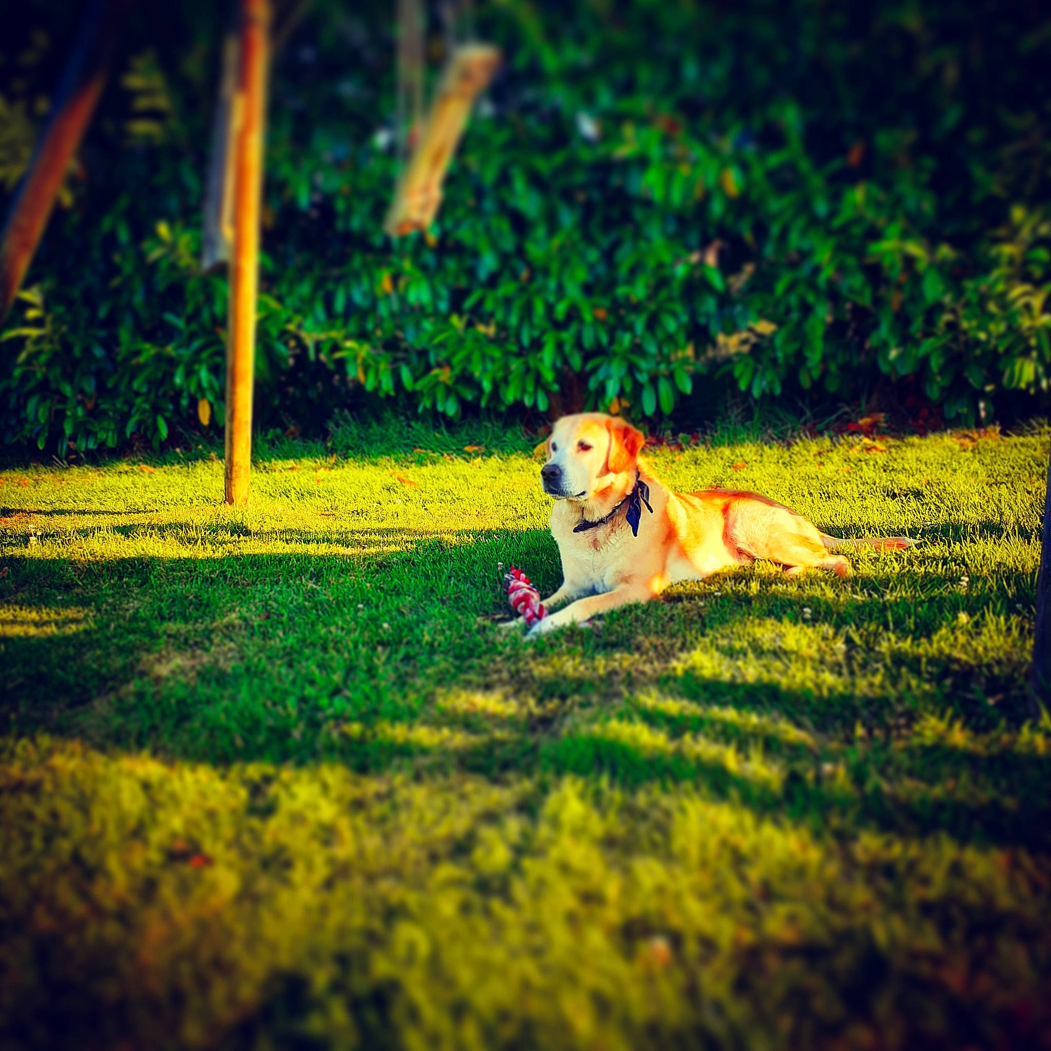 Kyo participe au concours pour gagner de l'argent avec cette photo : carnivore, companion_dog, dog, dog_breed, grass, grass_family, grassland, happy, landscape, lawn, leisure, meadow, natural_landscape, pasture, people_in_nature, plant, retriever, sky, tints_and_shades, tree