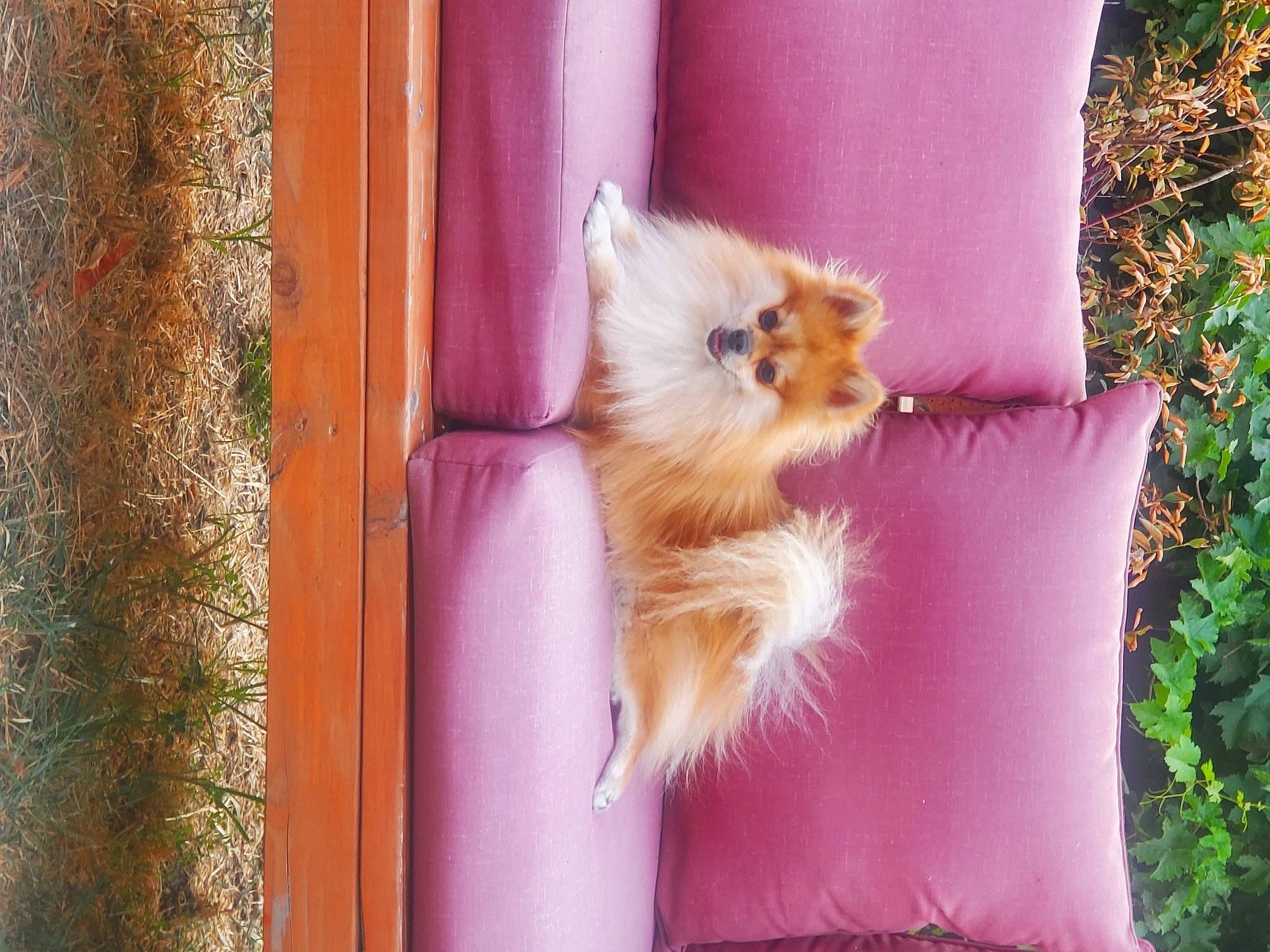 Jack is registered to the contest to win money with this photo: carnivore, companion_dog, dog, dog_breed, fawn, felidae, fur, german_spitz, german_spitz_klein, german_spitz_mittel, pink, plant, small_to_medium_sized_cats, snout, spitz, tail, tree, whiskers, window, wood