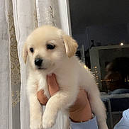 Tobby a rejoint le concours — aidez-le/la à gagner de superbes lots ! puppy, dog, cute, fluffy, hand, person, curtain, window, night, reflection, light, sleeve, blue_clothing, indoors, pet, animal, white, heart_graphic, sparkle_graphic, holding