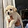 Tobby