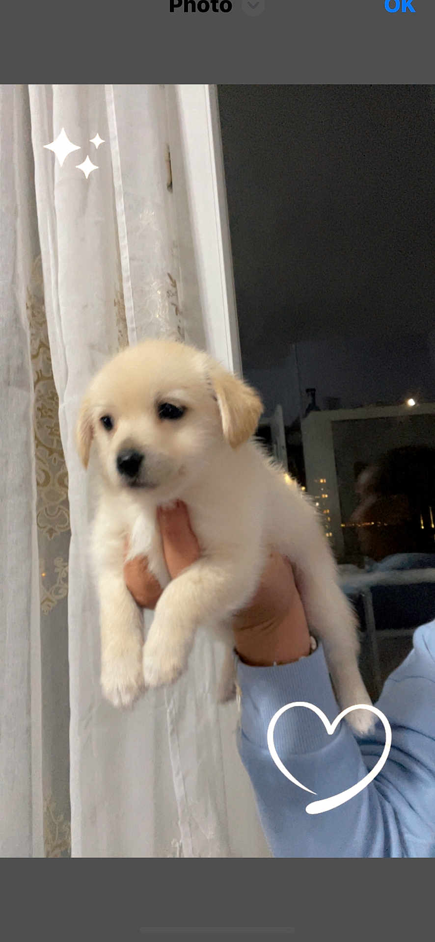 Tobby a rejoint le concours — aidez-le/la à gagner de superbes lots ! puppy, dog, cute, fluffy, hand, person, curtain, window, night, reflection, light, sleeve, blue_clothing, indoors, pet, animal, white, heart_graphic, sparkle_graphic, holding
