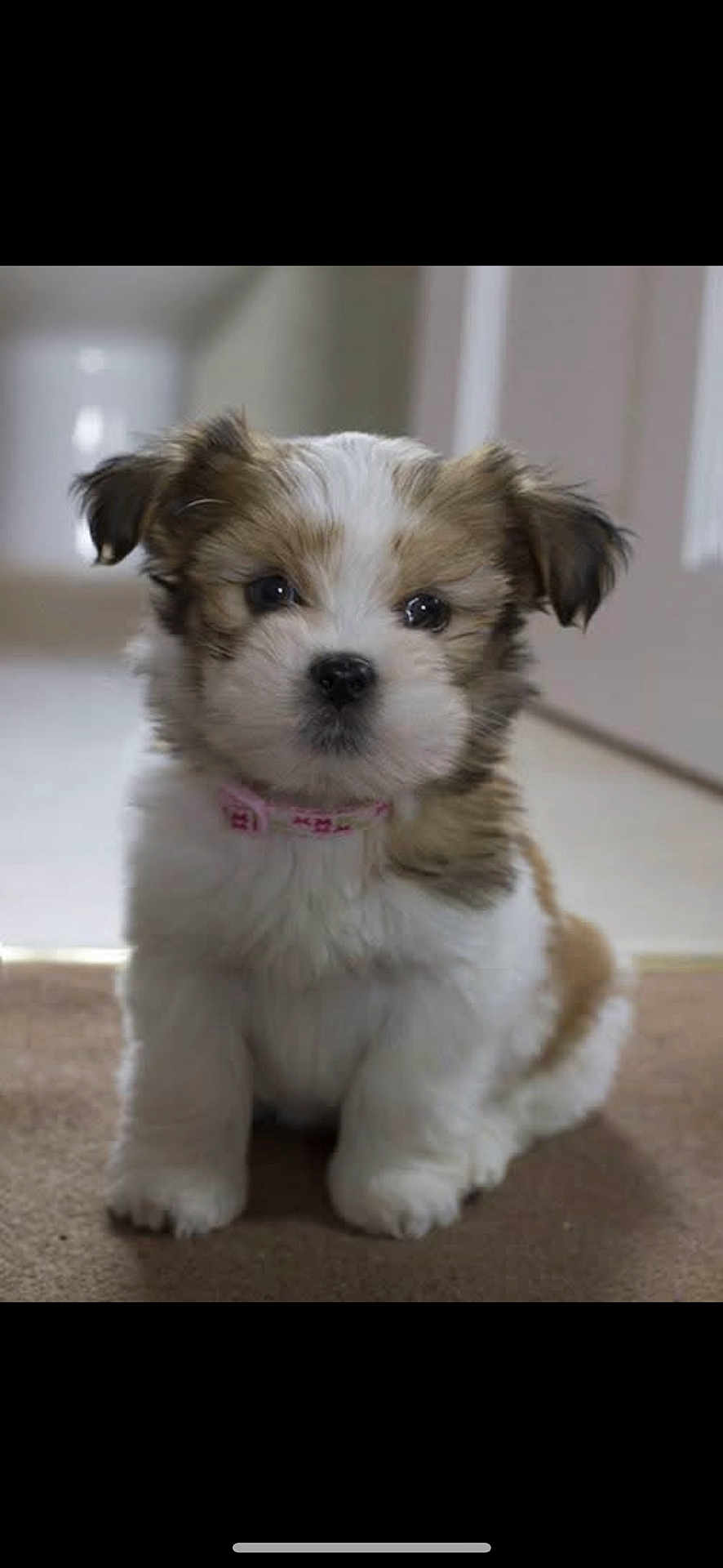 Toby a rejoint le concours — aidez-le/la à gagner de superbes lots ! adorable, animal, carpet, collar, companion, cute, dog, domestic, fluffy, friendly, fur, indoor, looking, mammal, pet, portrait, puppy, sitting, small, young