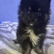 Billy participe au concours pour gagner de l'argent avec cette photo : puppy, dog, black_and_white, fluffy, blanket, soft, cute, pet, animal, indoor, portrait, small, fur, eyes, sitting, young, adorable, companion, curious, blurred_background