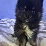 puppy, dog, black_and_white, fluffy, blanket, soft, cute, pet, animal, indoor, portrait, small, fur, eyes, sitting, young, adorable, companion, curious, blurred_background