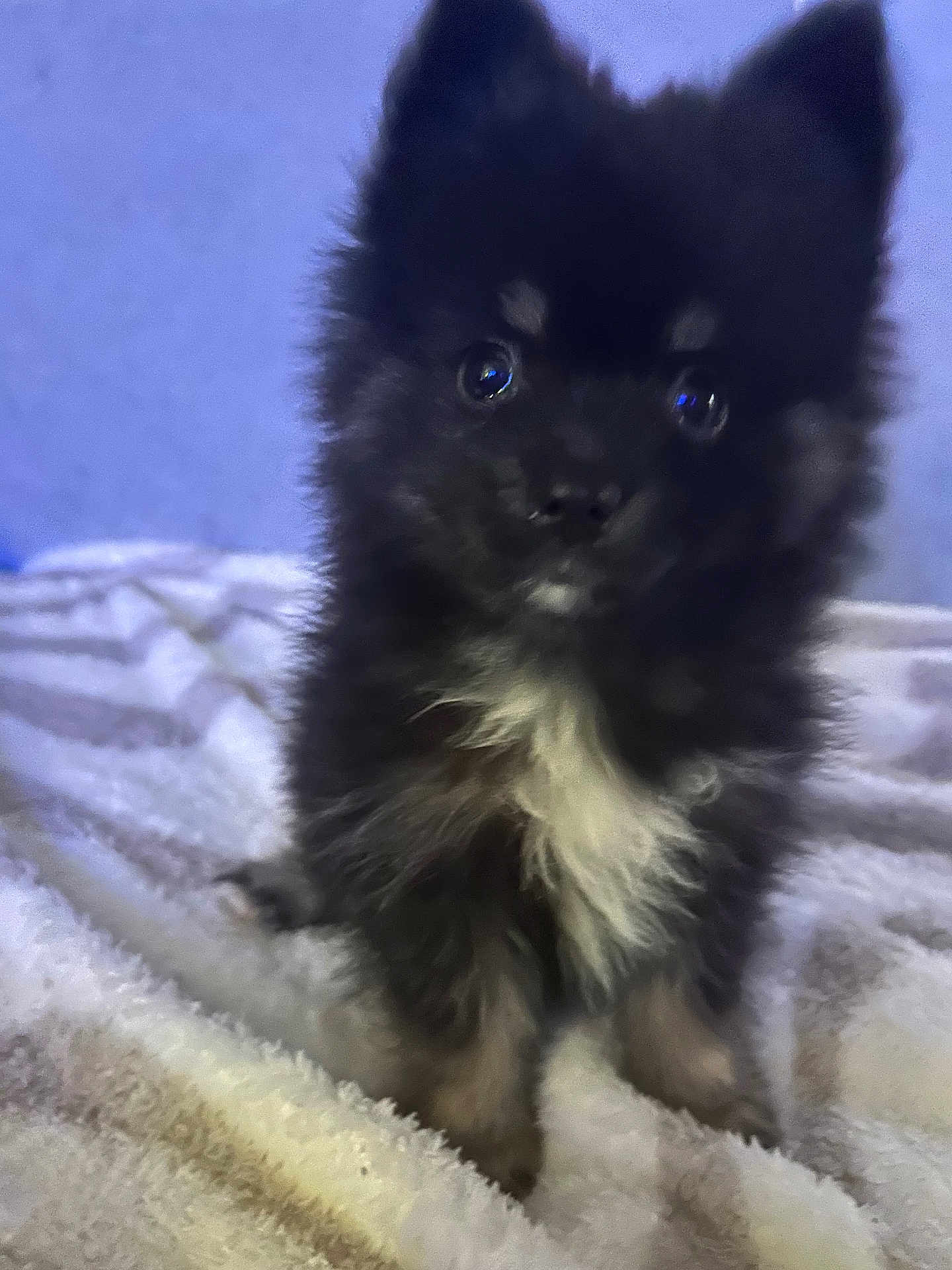 Billy participe au concours pour gagner de l'argent avec cette photo : puppy, dog, black_and_white, fluffy, blanket, soft, cute, pet, animal, indoor, portrait, small, fur, eyes, sitting, young, adorable, companion, curious, blurred_background