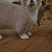 Angelo a rejoint le concours — aidez-le/la à gagner de superbes lots ! cat, cats, indoor, wooden_floor, curious, feline, pet, animal, two_animals, domestic_cat, whiskers, ears, floor, house, cute, mammal, eyes, fur, looking, standing