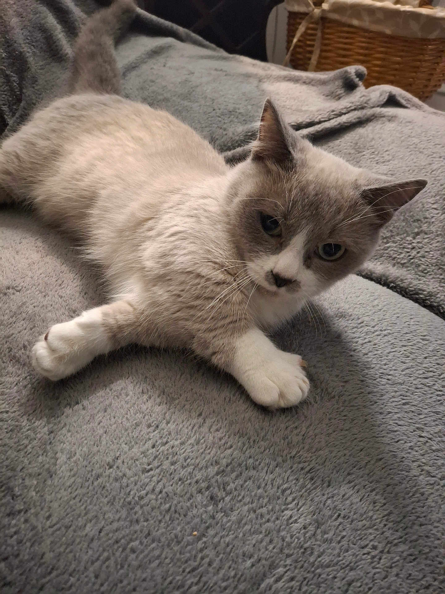 Angelo a rejoint le concours — aidez-le/la à gagner de superbes lots ! cat, gray_cat, white_paws, pet, feline, relaxed, indoor, blanket, soft_texture, basket, curious, animal, whiskers, ears, lying_down, fur, close_up, cozy, domestic_cat, resting